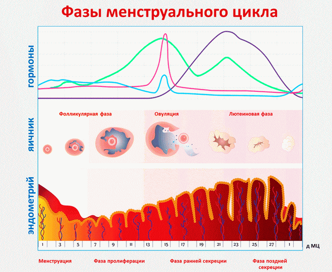 что такое лютеиновая фаза у женщин